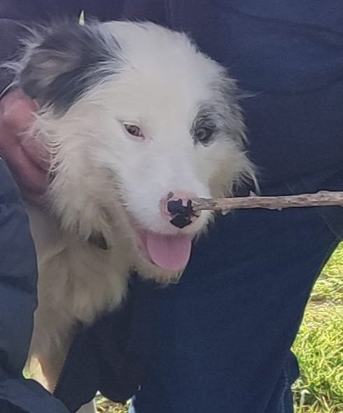🆘 GOS PERDUT A SANT FRUITÓS DE BAGES

S'ha perdut aquest Border Collie per la zona del càmping i la ITV de Sant Fruitós, va sortir corrents darrera un altre gos

Si en sabeu res aviseu a 686 96 84 45