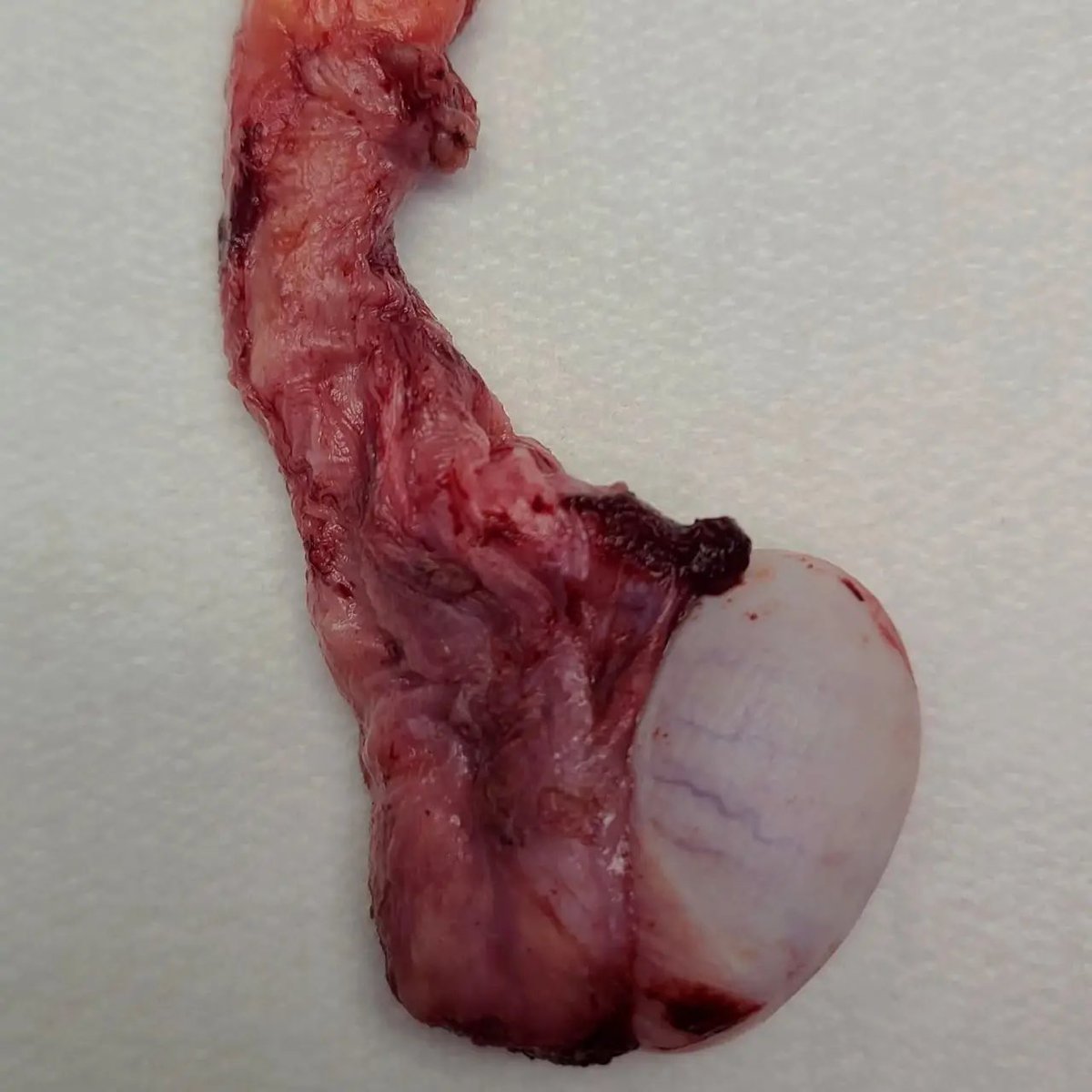 我和我的幽灵朋友 tweet media