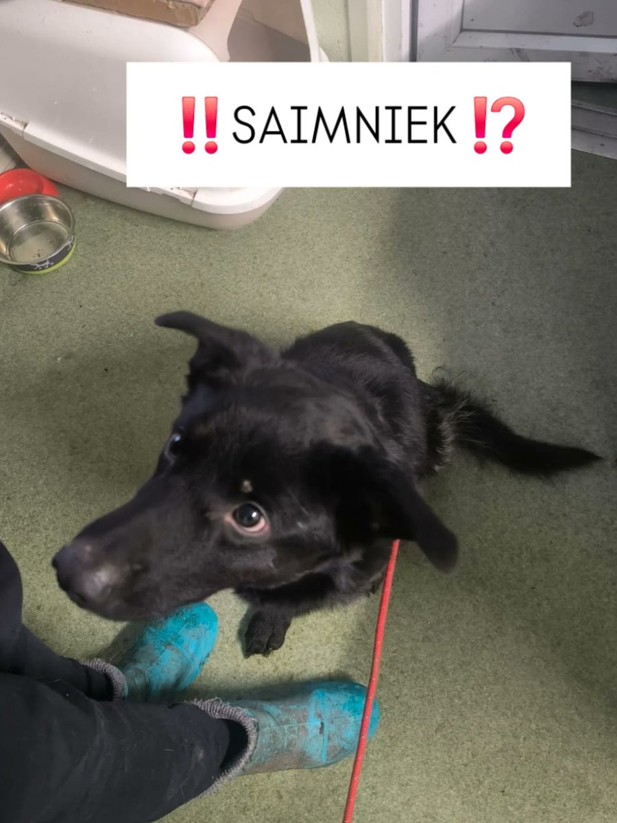 ‼️ Aiz Akmenscūciņu karjera Iecavas virzienā noķerts klaiņojam suns. Čips ir, reģistrēts ir, pietam čipēts čipēšanas akcijas laikā, bet ticis atdots, protams,  nepārreģistrējot. 

‼️ Nogādāts Ķepās.

Informācijas gadījumā lūdzam sazināties
☎️ 29733601 

‼️‼️‼️