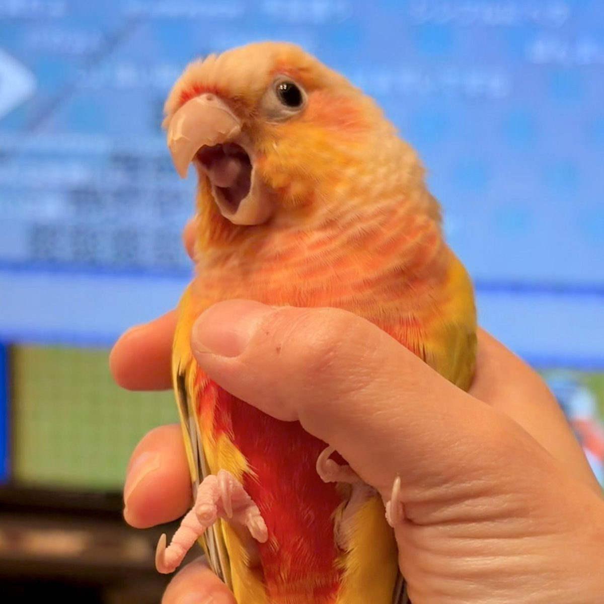 n_y_parakeet's tweet image. 可愛い舌