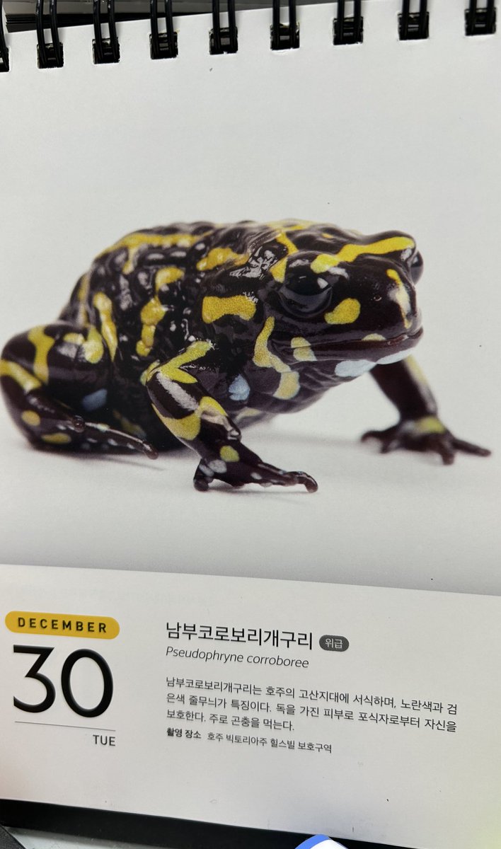 아프리카발톱개구리 - Wikiwand, image size:708x1199