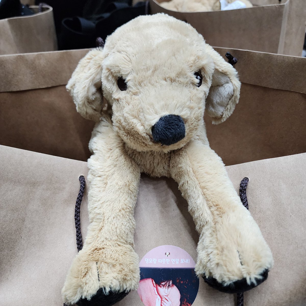 강아지가 각자 특징 있다고 이쁘다 해주래🫠 기여어