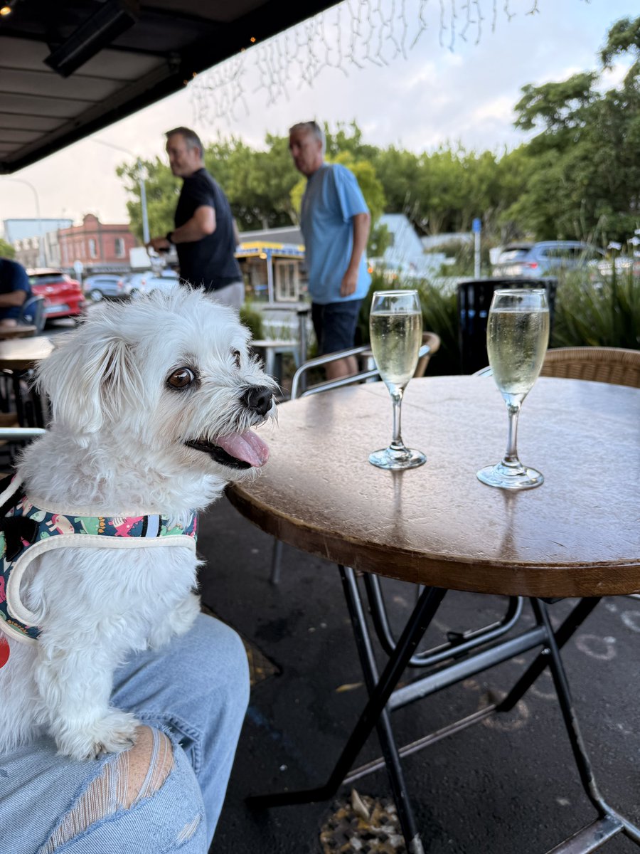 今年の〆ということで
シャンパン🥂飲みに行きまちた
プリンスはトリート🥓もらったでしゅ

#2025年も後1日