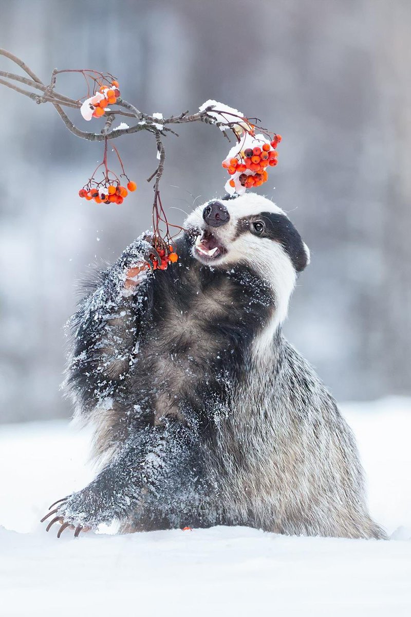 dominic dyer tweet media