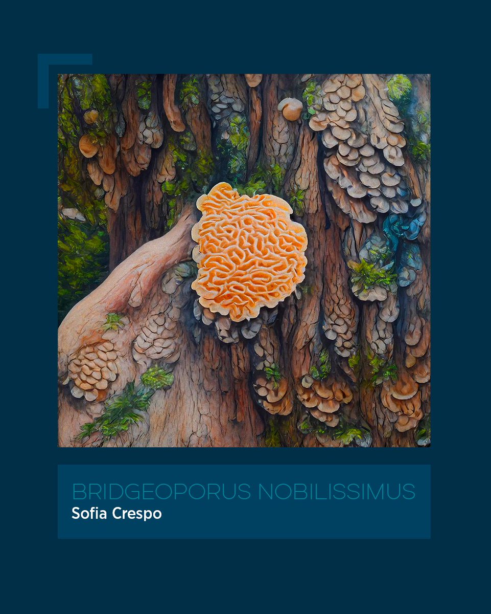 arabbankCH's tweet image. @annaridler &amp;amp; David Pfau, "Bloemenveiling Archive Box (#75)" 🌷

@soficrespo91, "Bridgeoporus Nobilissimus" 🧬🍄

@tylerxhobbs, "Day Garden n°22" 🌿

A defining chapter for the collection. ✨

Shout out to the curators behind some of these pieces @NinaRoehrs, @miminguyenmimi,…