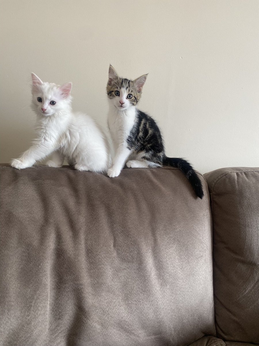 Aisha Ali-Khan tweet media