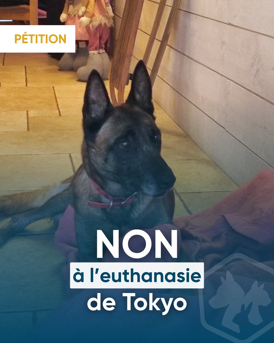 RefugesdeFrance's tweet image. 📷 𝐏𝐚𝐬 𝐝𝐞 𝐭𝐫𝐞̂𝐯𝐞 𝐝𝐞 𝐍𝐨𝐞̈𝐥 𝐩𝐨𝐮𝐫 𝐥𝐞𝐬 𝐚𝐧𝐢𝐦𝐚𝐮𝐱
Le maire Roanne ordonne l’euthanasie de la chienne Tokyo : une décision illégale et disproportionnée !

📷 Les jours sont comptés !

📷 Aidez-nous à sauver TOKYO, signez la pétition &amp;gt; lien en commentaire