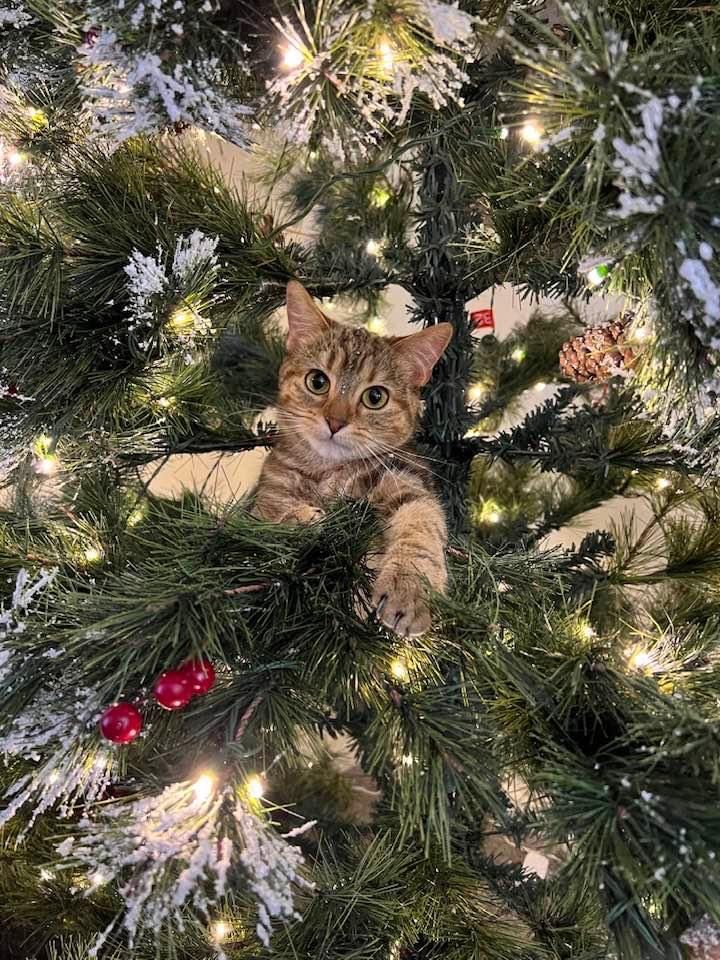 Neels the Serval tweet media