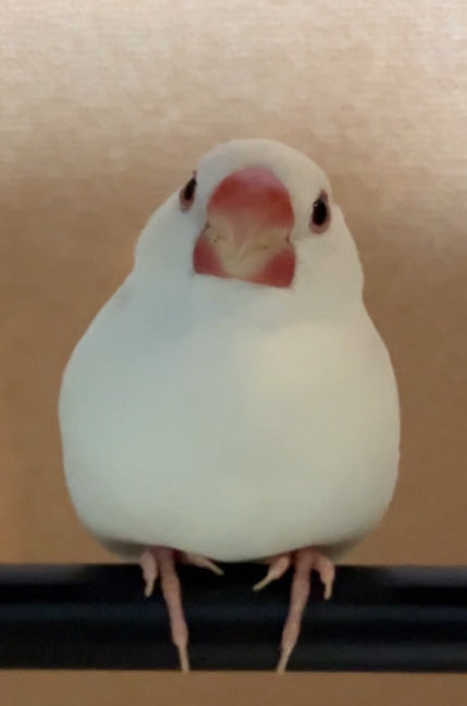 Post by 千万太 on X: 本当に鳥？