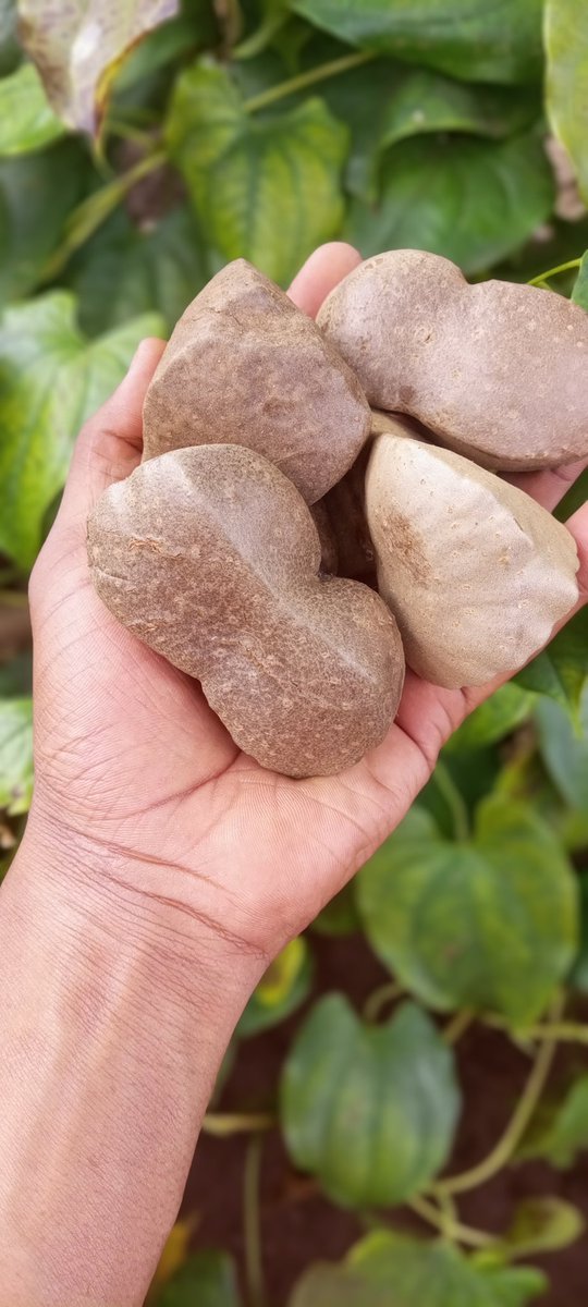 Currently in the village. What's this in your local language?
