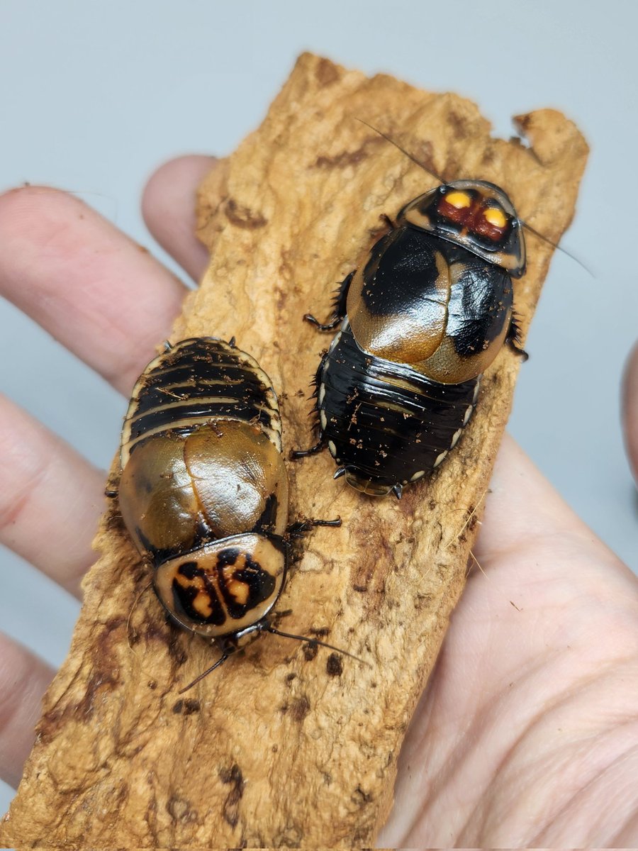 ㇲㇲ¨乄八¨チ仮面ヒロポン@療養長引き乞食無職33 (@philopon_vespa