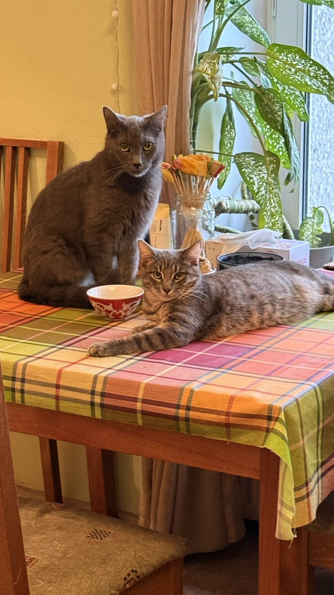 Заседание партии. 115 съезд