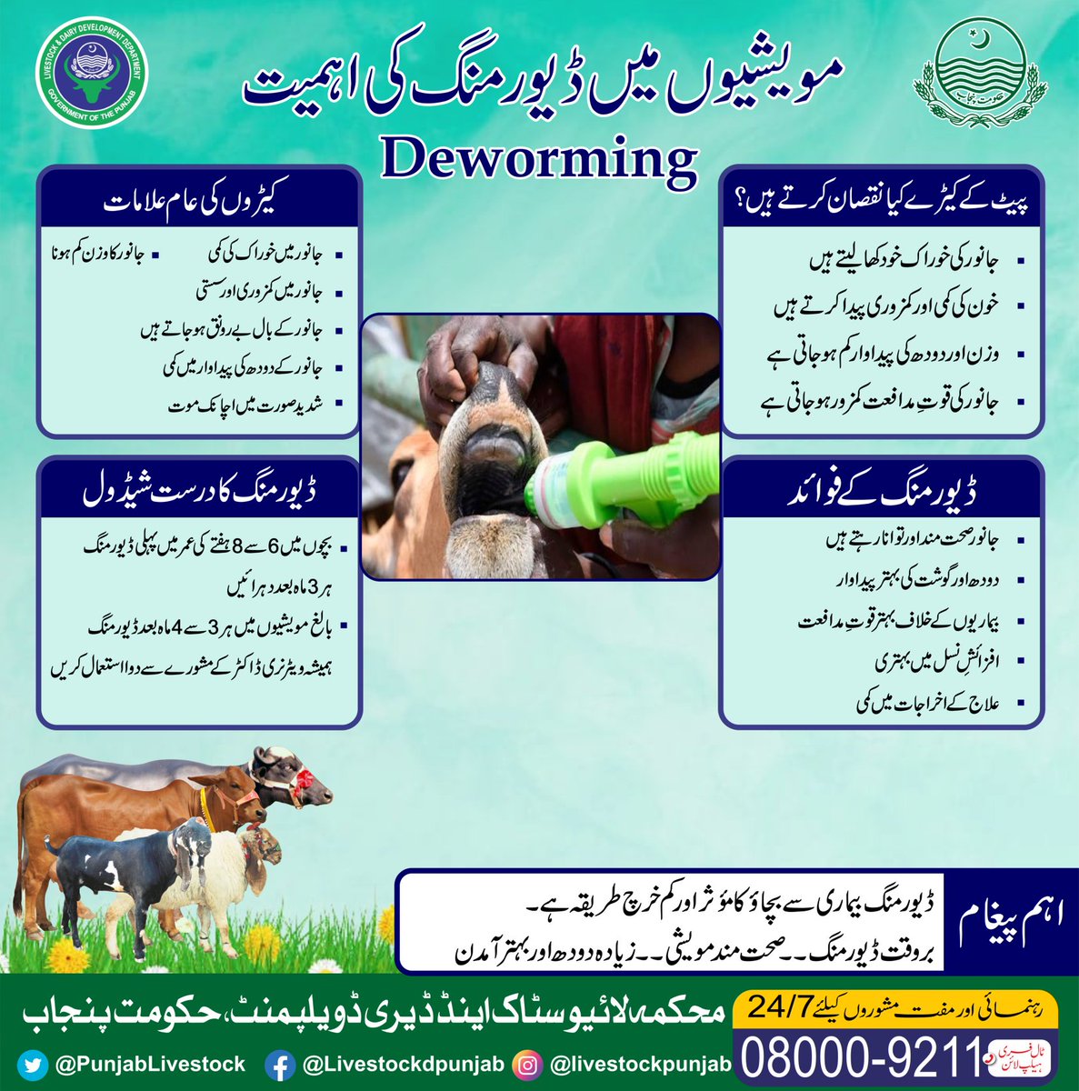 PunjabLivestock's tweet image. جانوروں میں پیٹ کے کیڑے دودھ اور گوشت کی پیداوار میں کمی کا باعث بنتے ہیں ۔جانور کی قوت مدافعت کم ہوتی ہے جسکی وجہ سے بیماری کی شرح بڑھ جاتی ہے 
اپنے جانوروں کو ہر تین سے چار ماہ بعد کرم کش ادویات پلائیں اور انکی پیداوار بڑھائیں 
 #GovtOfPunjab #livestockpunjab #veterinaryservice