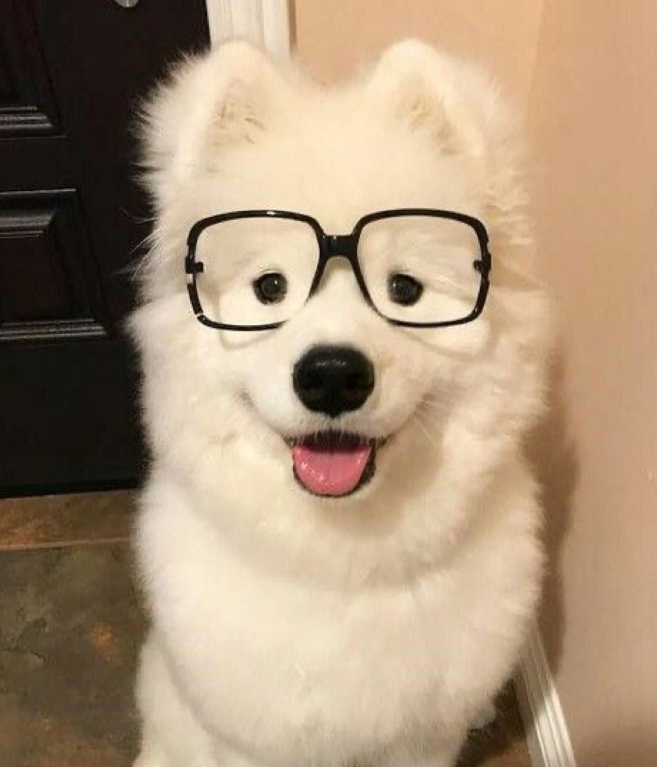 blackkdkd's tweet image. 안경 강아지