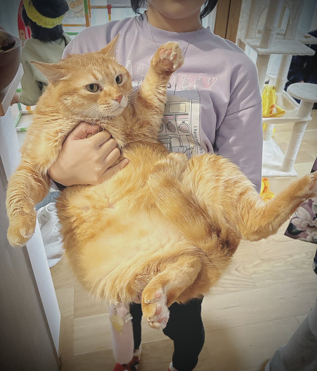 ツナクマ (@kuma_tuna) / Posts / X