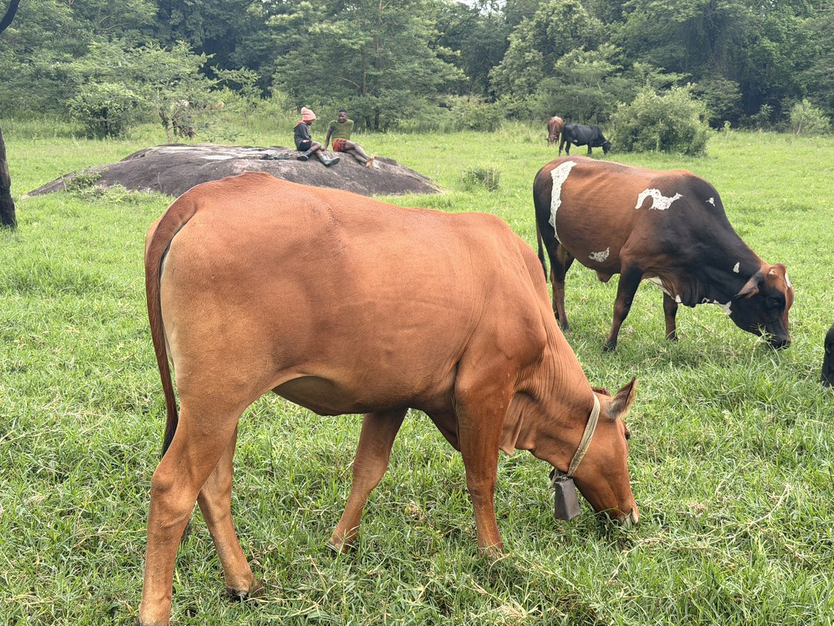 I wish to become a cattle breeder of note in our time. I only had 3 beasts in December 2024, now at 17 December 2025. We push!