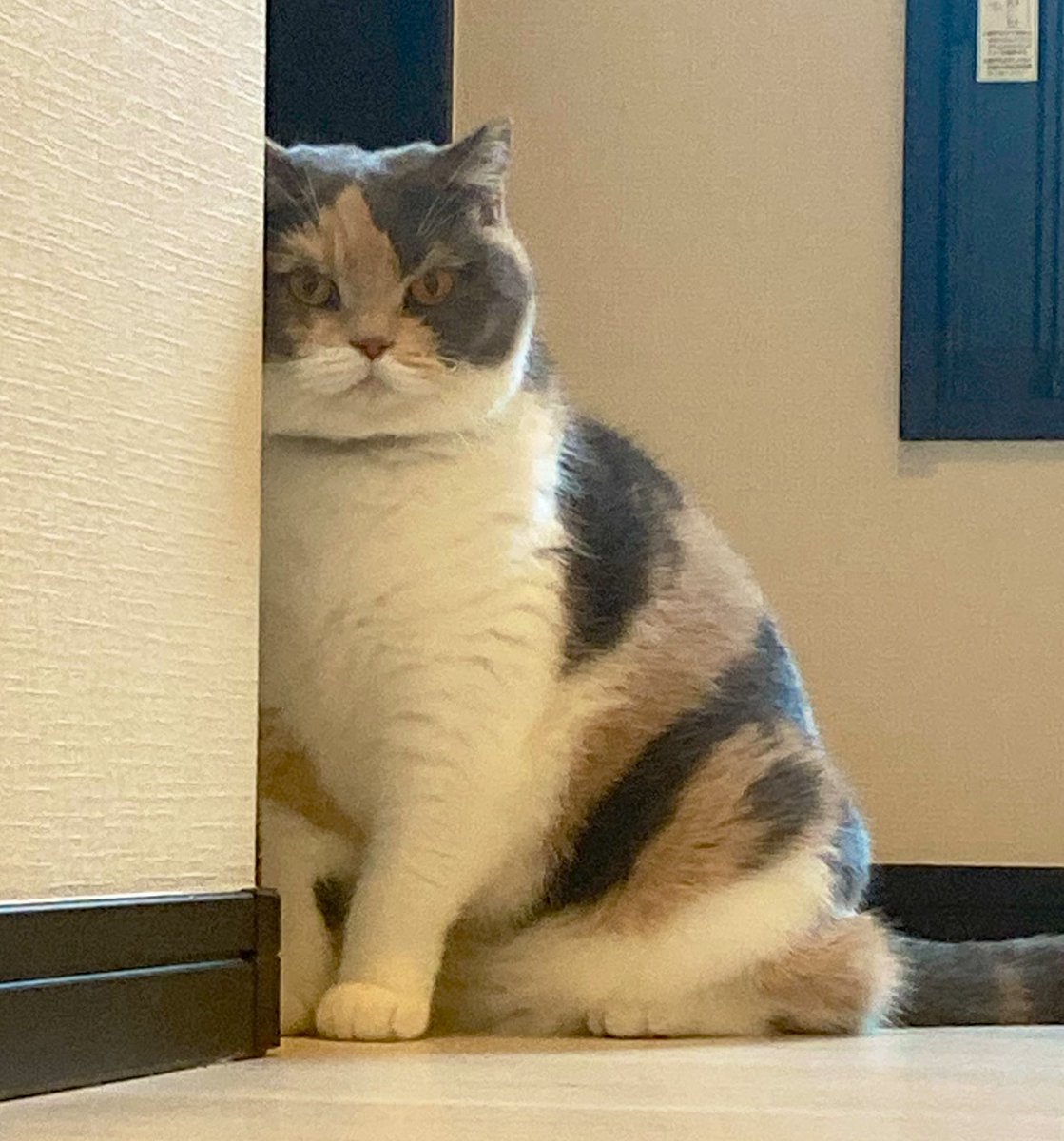 pokomanjyu's tweet photo. 視線の先には新入り🐈 https://t.co/aTPEpdEGc6