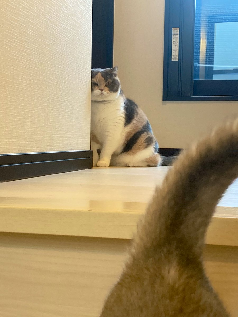 pokomanjyu's tweet photo. 視線の先には新入り🐈 https://t.co/aTPEpdEGc6