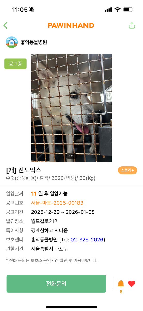 창천동 강아지는 다른 강아지로 확인되었어요ㅠㅠ 오늘 합정동에서도 제보가 있어서 손님께서 방금 다녀오셨지만 다른 아이라고 합니다ㅠㅠ 현재 포인핸드에 공고 올라왔어요. 포획과정에서 다치고 겁먹고 예민해졌을텐데 사납다고 적어두셔서 맘이 아파요.. ‼️보호자를 찾습니다‼️