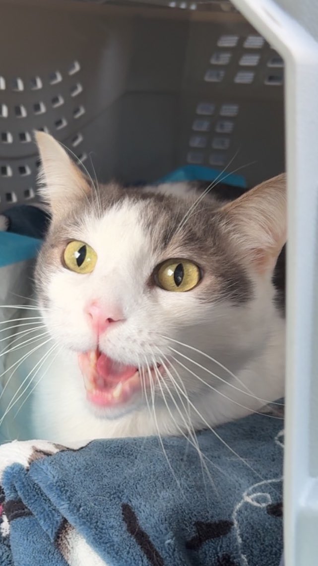 butterbean official tweet media