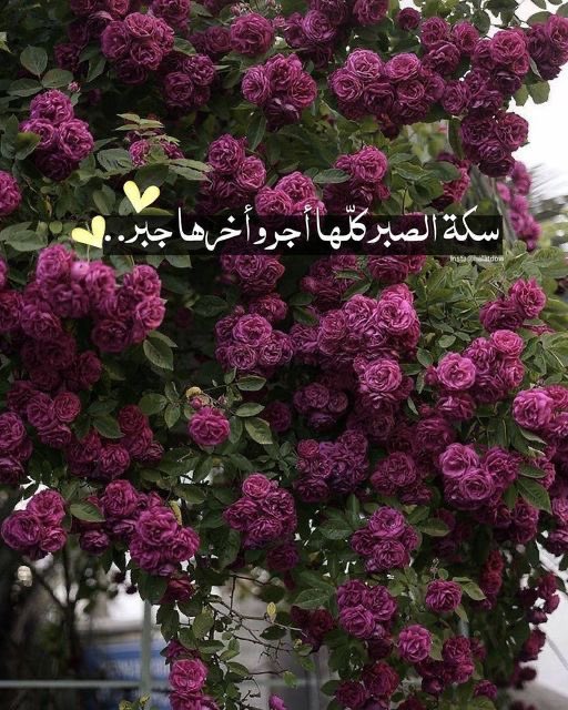 اللهم بارك لنا في البدايات الجديده
وارزقنا بركة الجهد والوقت

صباح الخير والسعادة .💜