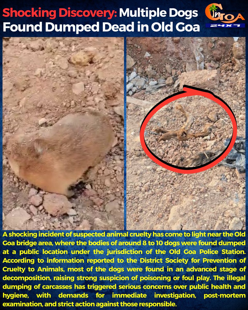 InGoa24x7's tweet photo. #Shocking Discovery: Multiple Dogs Found Dumped Dead in Old Goa
#Goa #GoaNews #MultipleDogs #Found #Dumped https://t.co/c79lV4QmOa