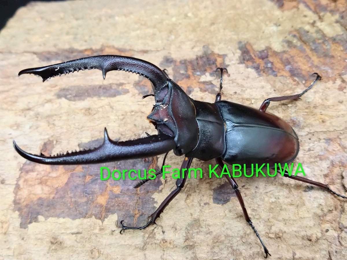 かぶぶくわわ (@mushi_lowkun) / Posts / X