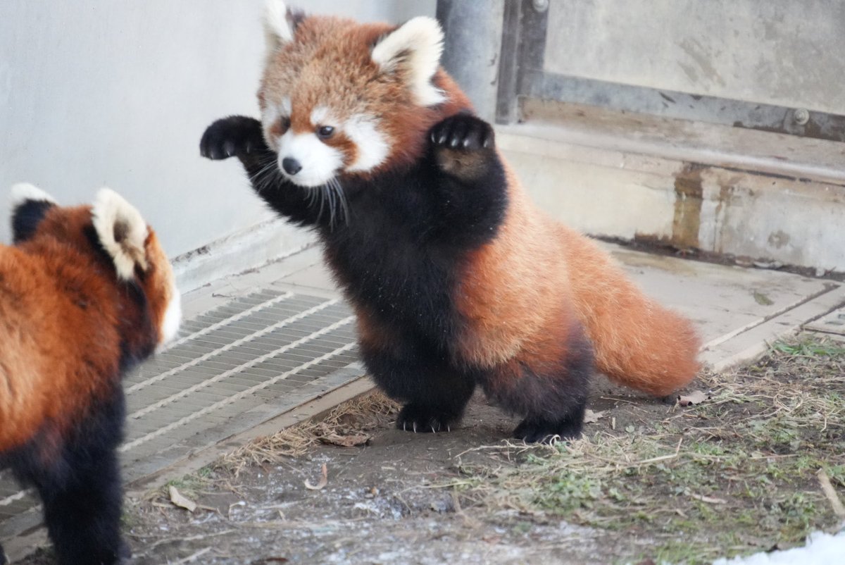 むーみん⭐ (@mumintanaka) / Posts / X