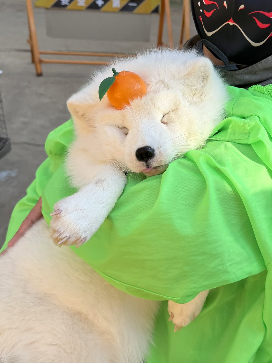 ネコさま (@kuro_nekosama) / Posts / X