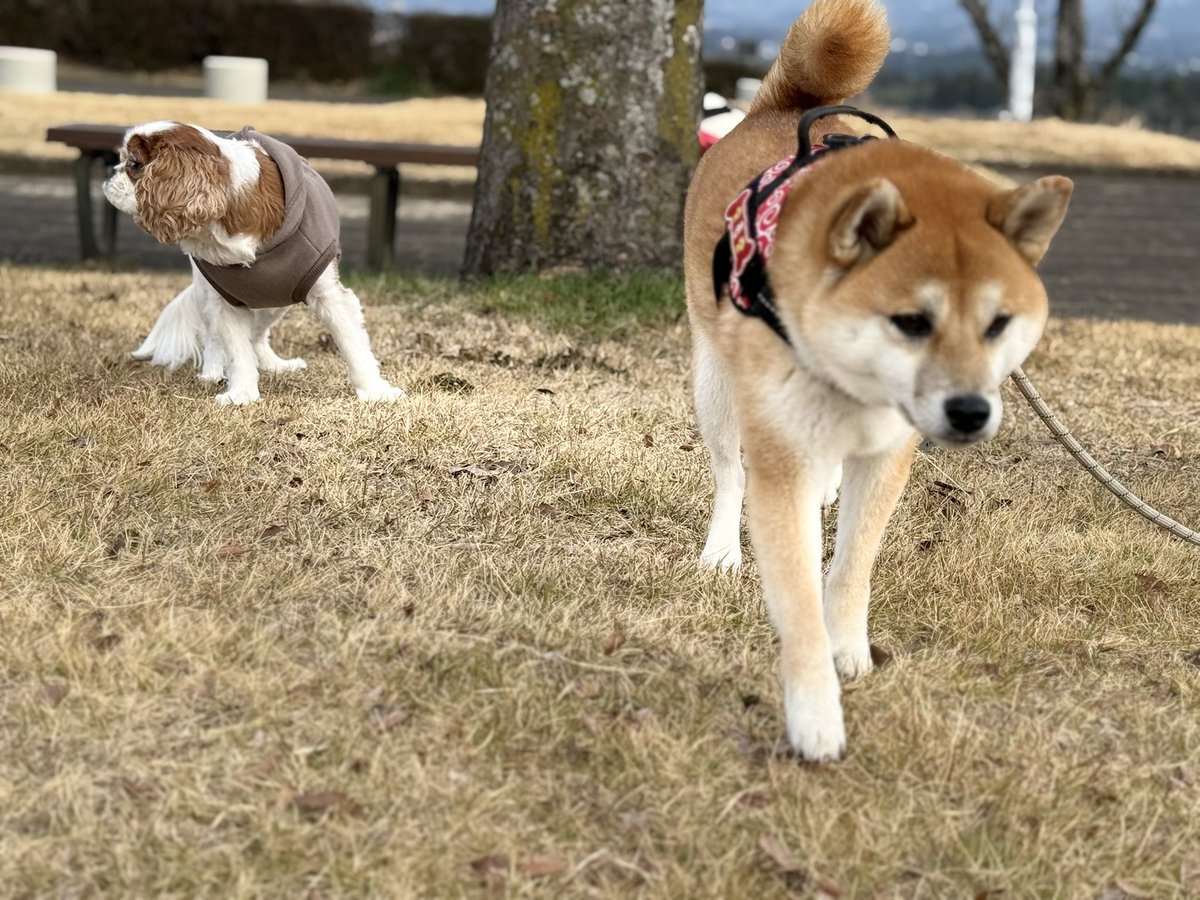 実家犬と。

もうちょっと目線ください