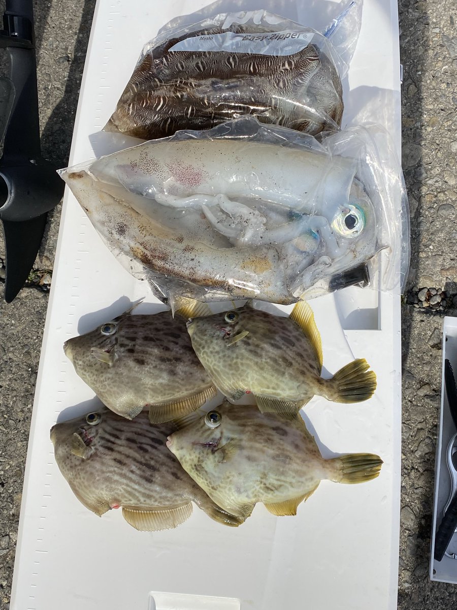coco0886's tweet photo. 今年最後の食材さがし
相変わらずのさびしい釣果やけど、
カワハギもちょっとだけ釣れたからよしとしよう

ではみなさん、よいお年を🎍 https://t.co/ZMCyroDRv4