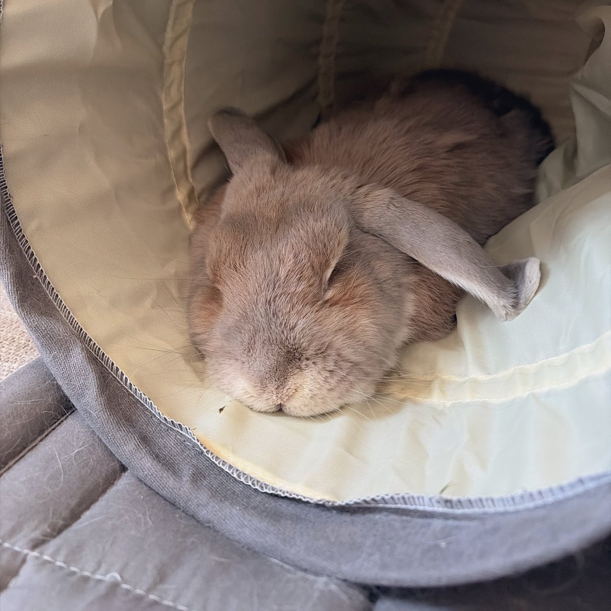 아침 먹고 푸데푸데 쿨쿨띠