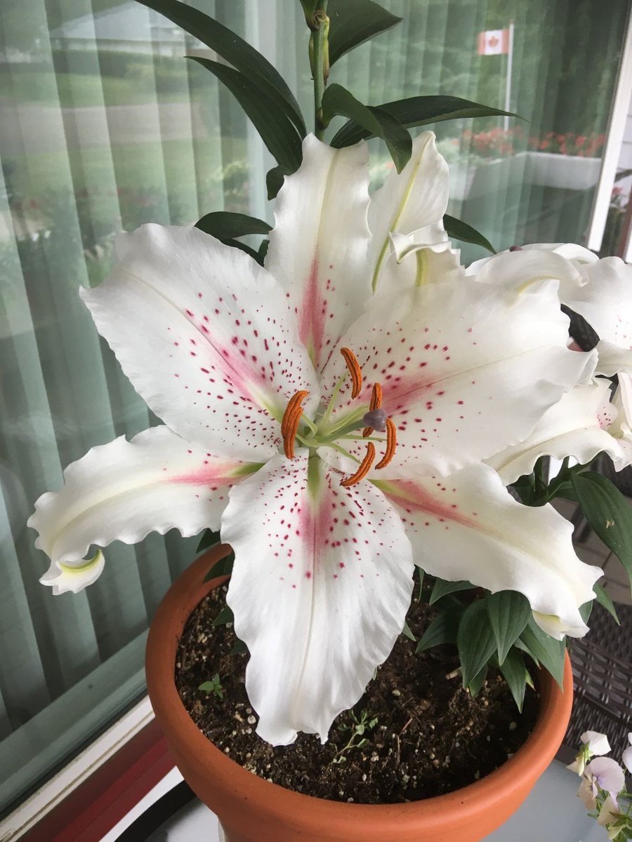 inreuo's tweet image. 