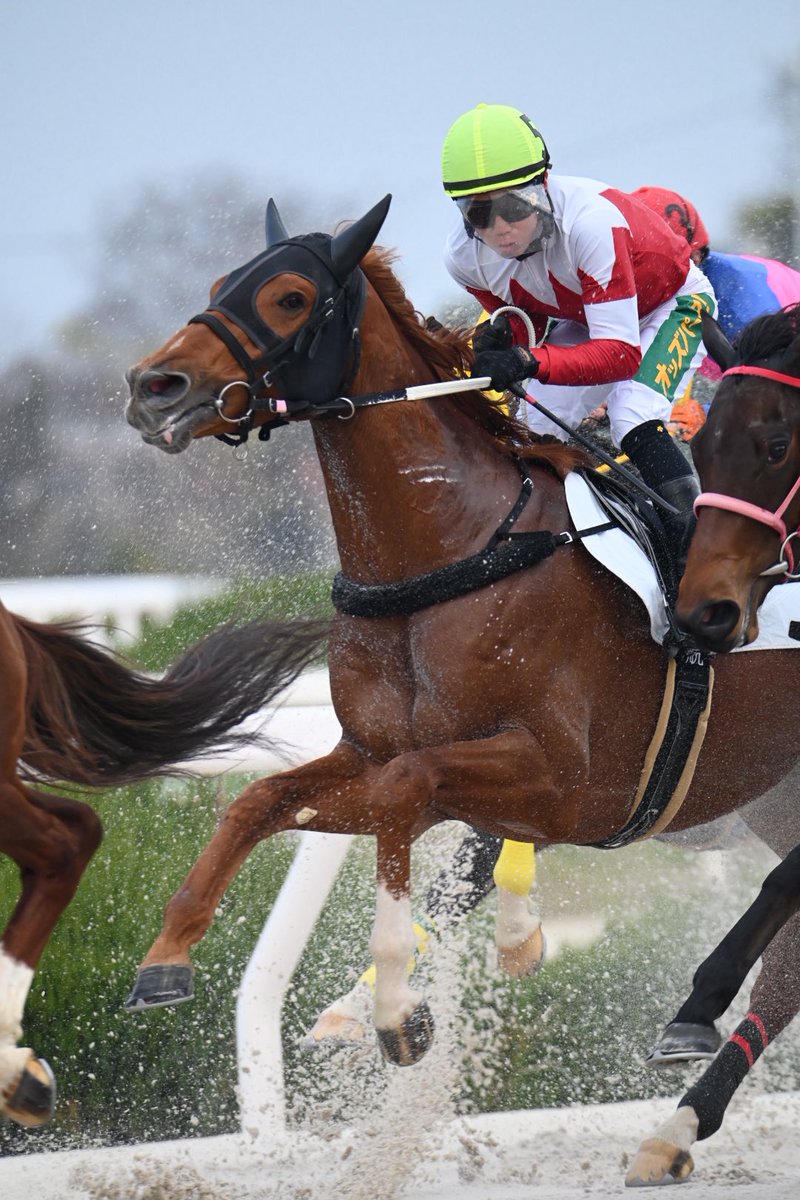 オルフェーヴルさま確認ページ♡ オルフェーヴル