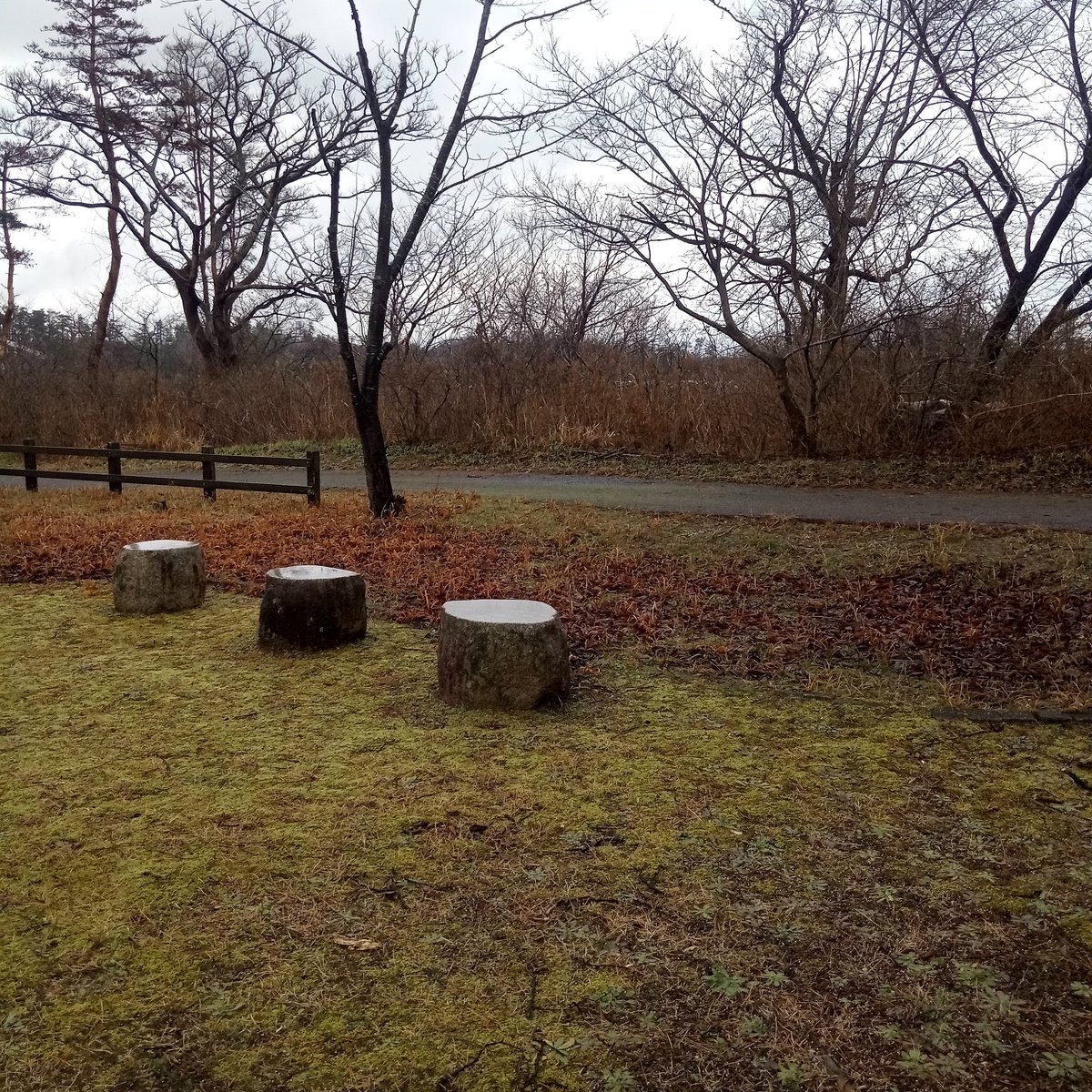 年末ですが混んでいるので公園に来ています。