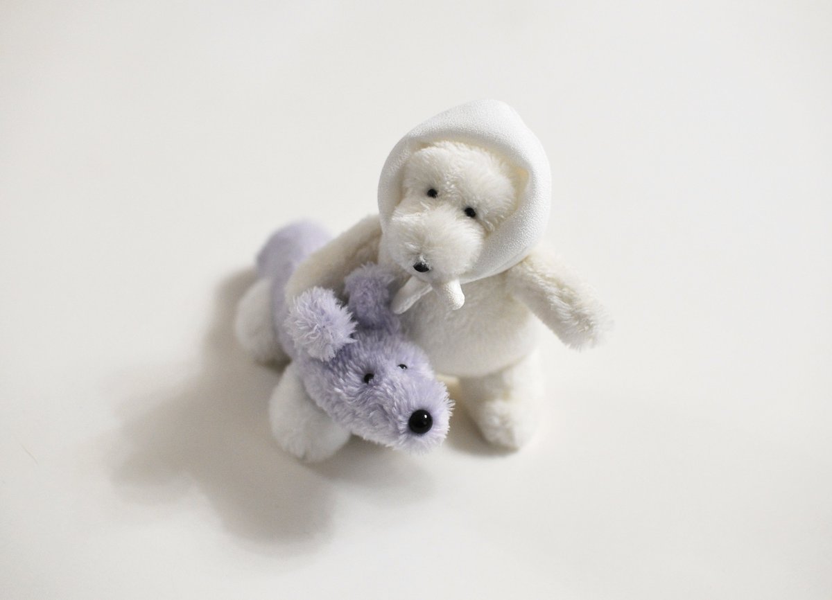 カネヒラ (@simainusima) / Posts / X