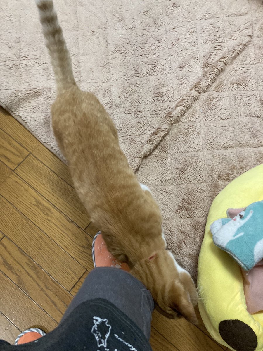昨年2024年12月30日の
おかかさん🐱

私の足に、す〜り💕してくるおかかさんがとても愛おしかった🥰