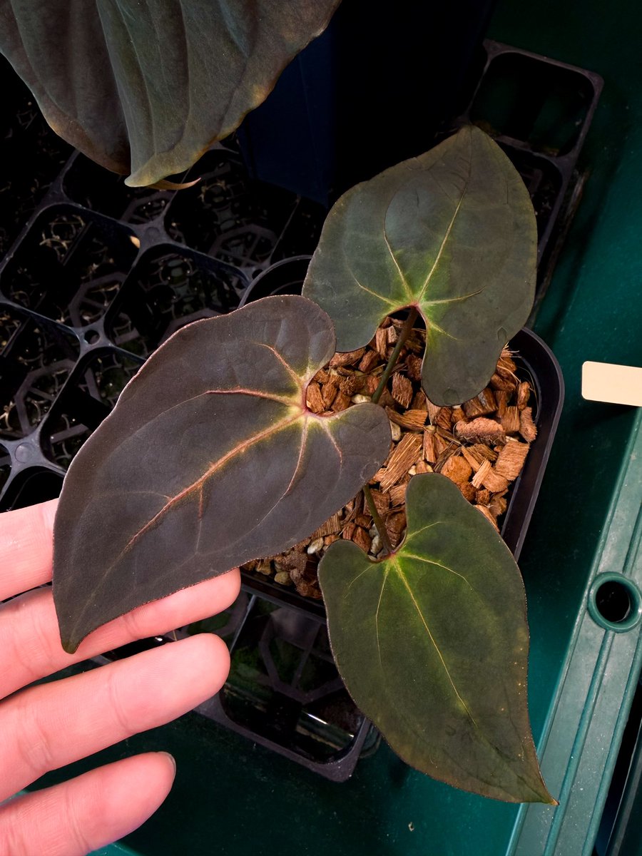 アンスリウム(コメ質逃ブロックします) アンスリウム(コメ質逃ブロックします) Anthurium | BA PLants