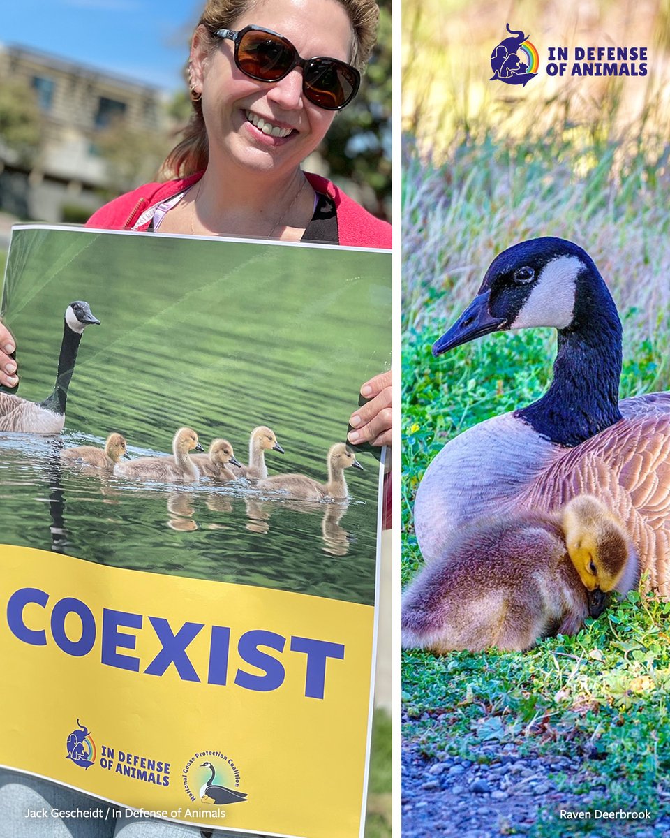 IDAUSA's tweet image. #ICYMI #FosterCity is adopting humane goose conflict solutions: #coexistence, #compassion, &amp;amp; community-based approaches that protect wildlife.
Learn more: bit.ly/4qva2bY
Pls RT and support bit.ly/4ph7LAo
#HumaneSolutions #AnimalProtection