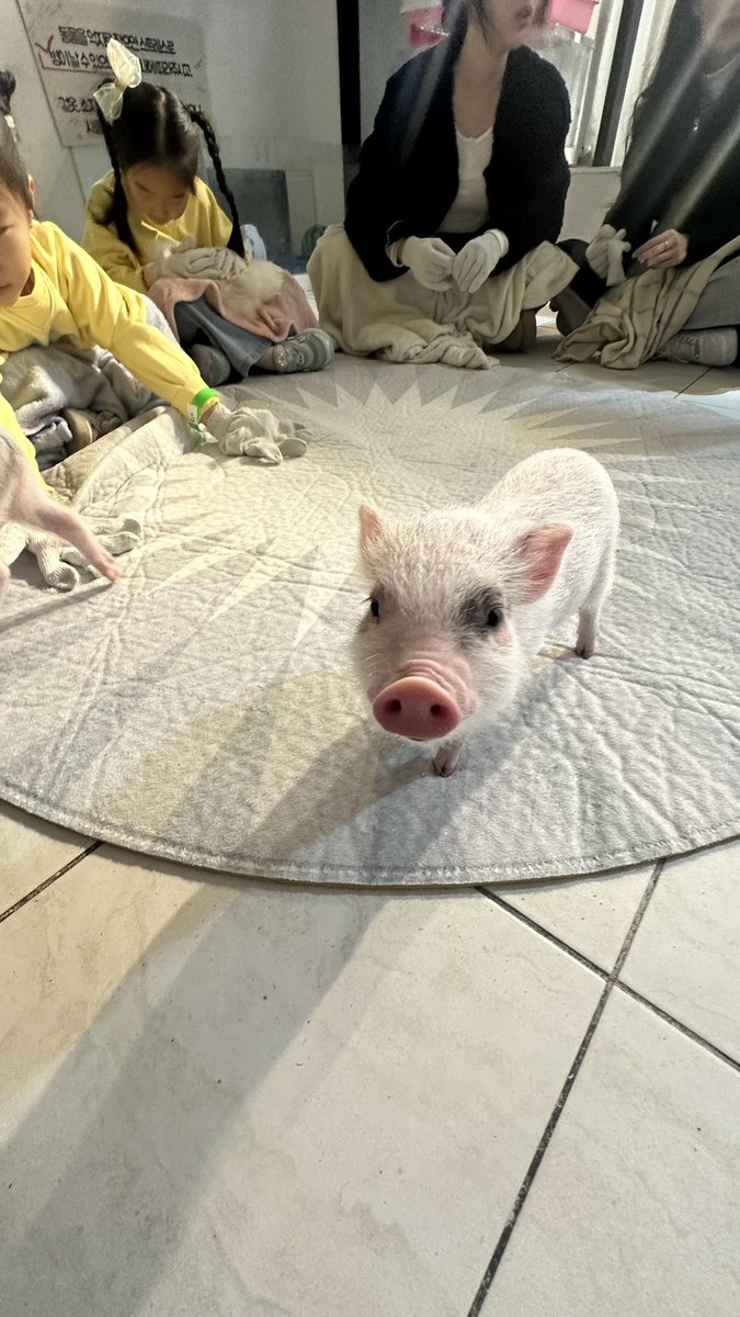 돼랑하고옴 ㅠㅠ 너네 진짜 이만큼 귀여워도 된다고?