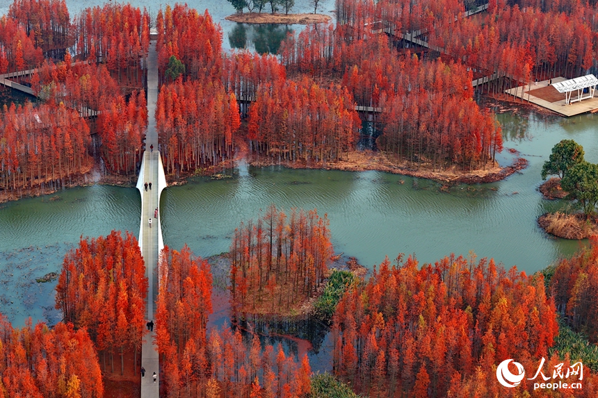 VoiceofPD's tweet image. Recently, the Yuweizhou Wetland Park in the Nanchang National High-tech Industrial Development Zone, Nanchang, east #China's #Jiangxi Province, has been awash in vibrant colors, with extensive clusters of dawn #redwood trees turning a brilliant red.

More pics: