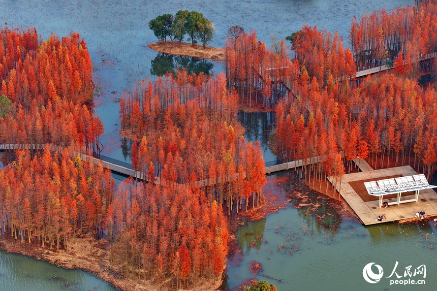 VoiceofPD's tweet image. Recently, the Yuweizhou Wetland Park in the Nanchang National High-tech Industrial Development Zone, Nanchang, east #China's #Jiangxi Province, has been awash in vibrant colors, with extensive clusters of dawn #redwood trees turning a brilliant red.

More pics: