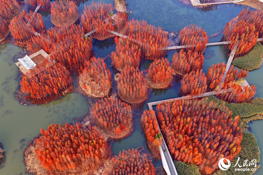 VoiceofPD's tweet image. Recently, the Yuweizhou Wetland Park in the Nanchang National High-tech Industrial Development Zone, Nanchang, east #China's #Jiangxi Province, has been awash in vibrant colors, with extensive clusters of dawn #redwood trees turning a brilliant red.

More pics: