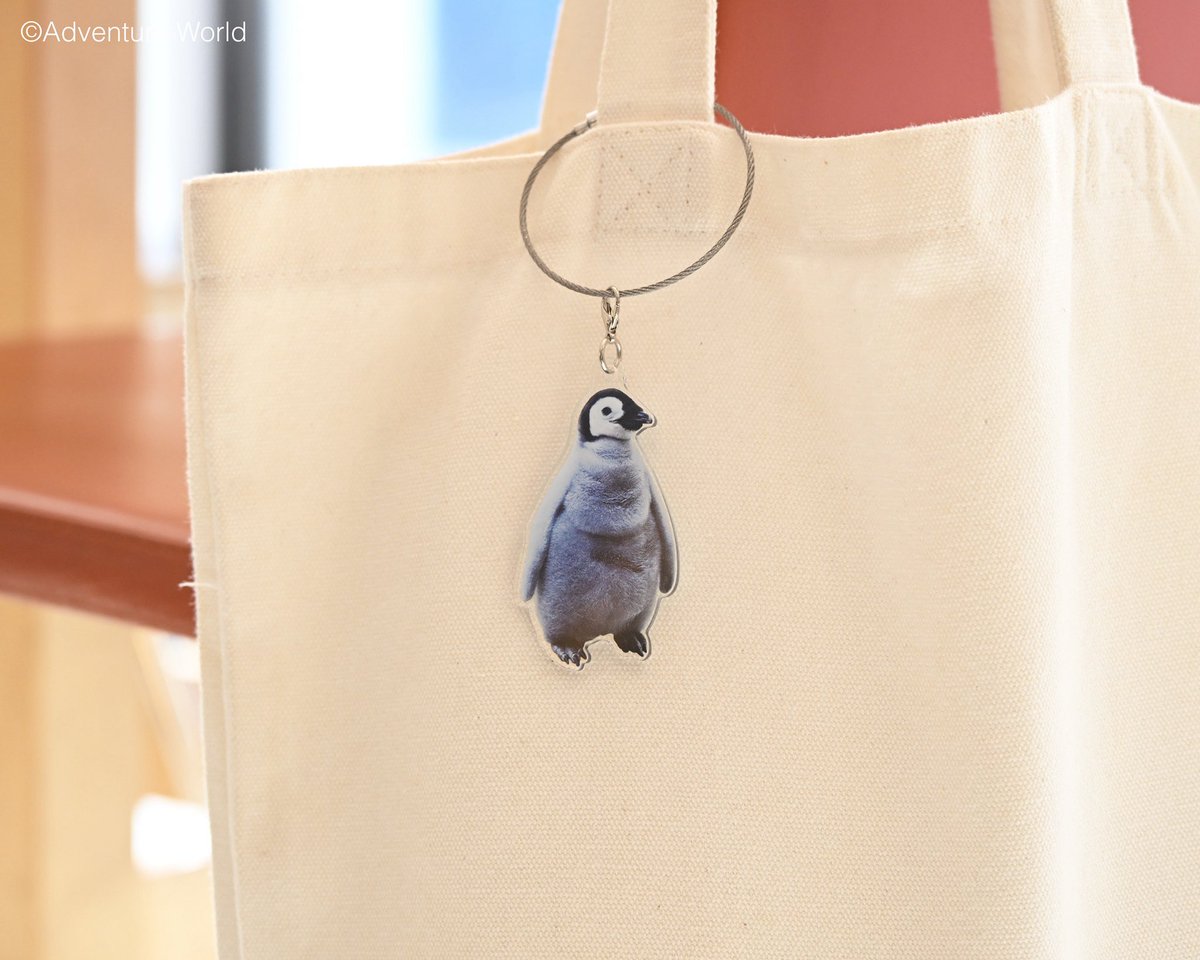 アドベンチャーワールド 公式 tweet media