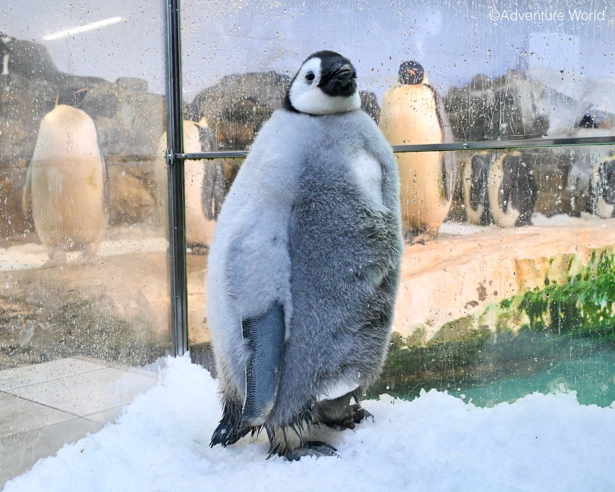 アドベンチャーワールド 公式 tweet media