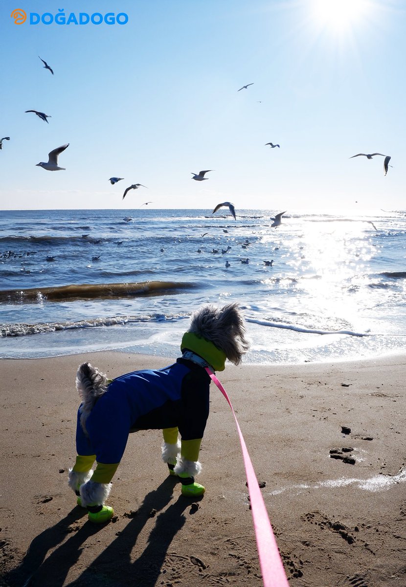 dogadogo2023's tweet image. Winter Aranya, a clean sea and soft light. 🌊🕊️
A schnauzer little model in DGDG’s new ski suit—windproof, warm, and easy to move. ❄️💙💛
Winter doesn’t have to be cold—it can be beautifully far.

#DGDG #DOGADOGO #Aranya #WinterByTheSea #Schnauzer