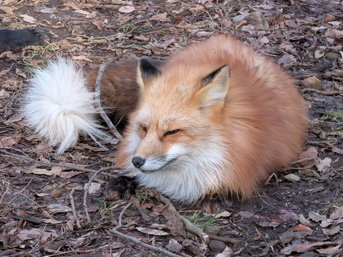 キツネ天国最高🦊 #宮城蔵王キツネ村 #とーほくちほー冬旅2025 #かる