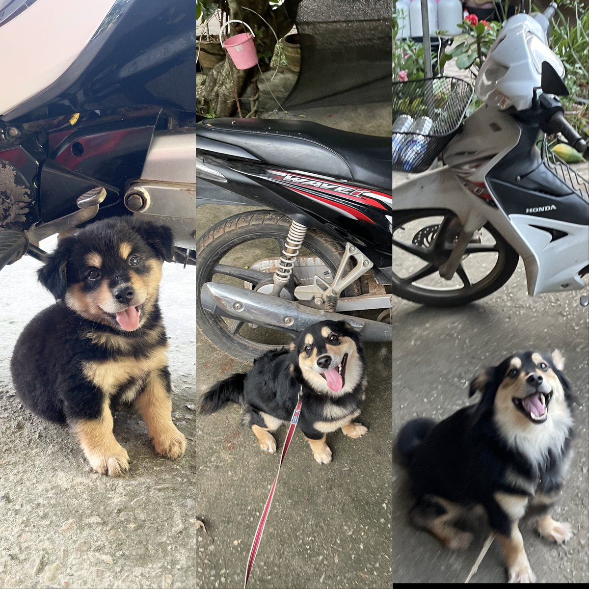 🍖พัฒนาการหมาเด้กอ้วงโคล่า 2 ขวบแล้วค้าบ 🤏🏻🐶🐾