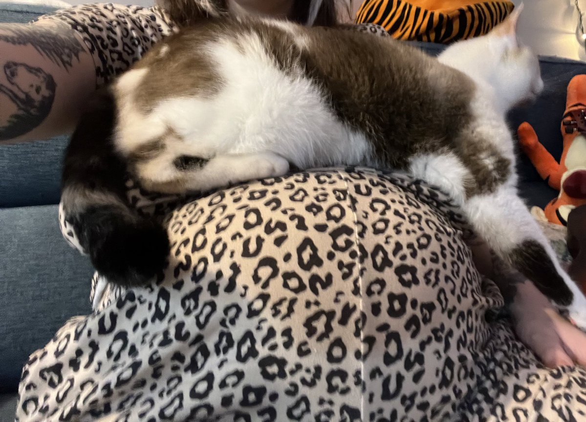 thetragicallyHP's tweet image. cat sized shelf