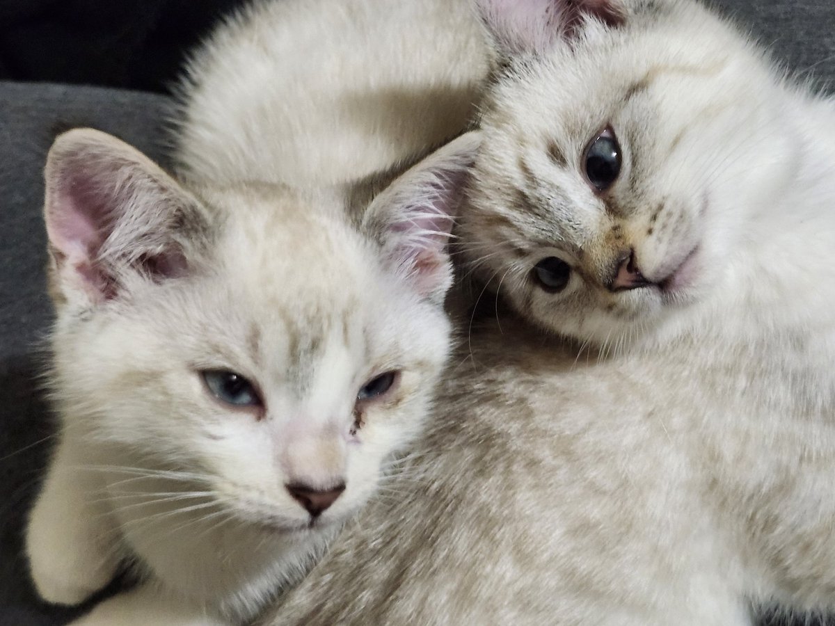 🐈 Ranae 🐈‍⬛ tweet media